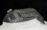 Bargain Hollardops Trilobite - Mount Issoumour #17835-1